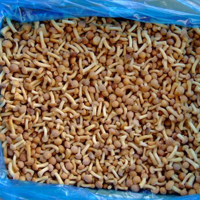 فواكه مجمدة فطر مجمد IQF ناميكو