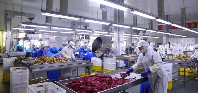 توت العليق المجمد بكميات كبيرة بجودة عالية تغليف الفاكهة بكميات كبيرة من توت العليق المجمد 9