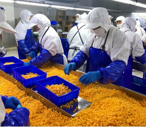 IQF عضويات الخوخ الأصفر المعبأة بالجملة الفواكه المجمدة المعبأة بالماء البولب المكعبات الكاملة والنصفات طعم حلو المحافظ 8