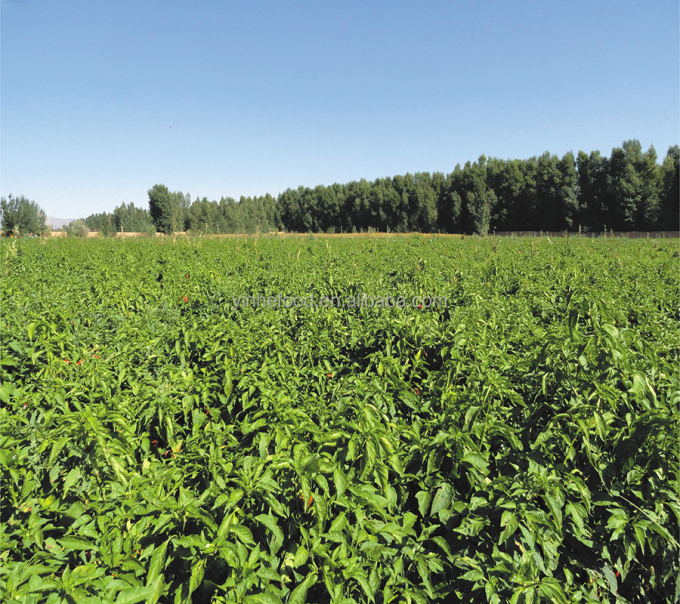 IQF عضوية الخوخ الأصفر نصفها الفواكه المجمدة طعم حلو الكميات الكبيرة المعبأة حليب الماء المحافظ الكومات الكاملة القطع النصف متاحة 9