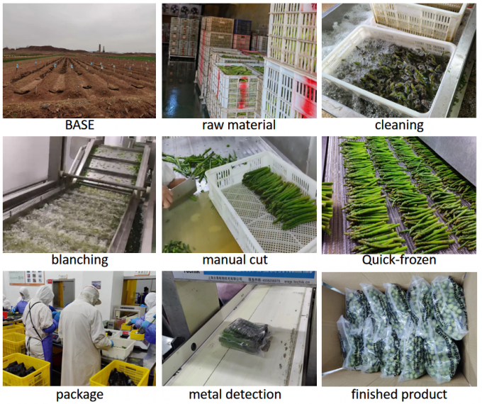 الهليون الرماح الهليون الهليون الخضروات المجمدة IQF الهليون الأخضر المجمد بذور الدرجة الكبيرة التعبئة السائبة الأسفارغوس السعر 4