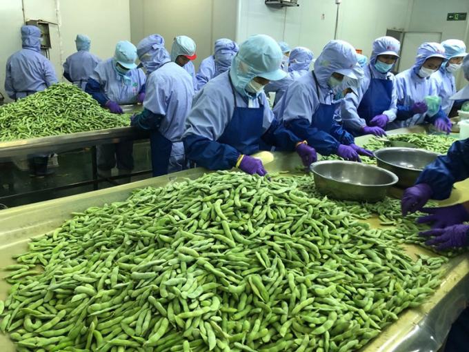 فول الصويا العضوي عالي البروتين المجمد بكميات كبيرة جاهز للطهي بتقنية التجميد السريع 3