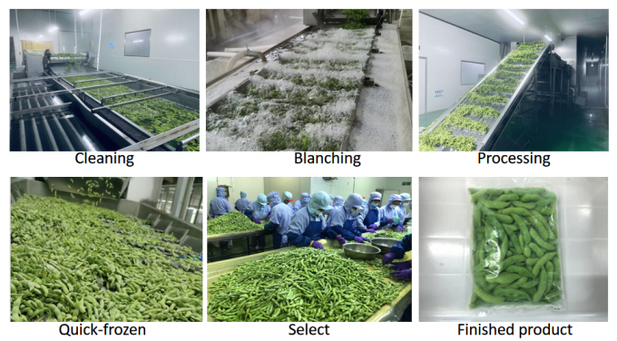 فول الصويا العضوي عالي البروتين المجمد بكميات كبيرة جاهز للطهي بتقنية التجميد السريع 4