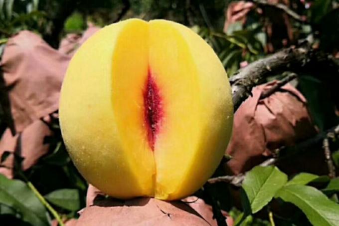 IQF عضوية الخوخ الأصفر نصفها الفواكه المجمدة طعم حلو الكميات الكبيرة المعبأة حليب الماء المحافظ الكومات الكاملة القطع النصف متاحة 1