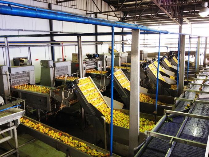 نصف مشمش مجمد عالي الجودة بتقنية التجميد السريع للبيع بالجملة والتجزئة بسعر المصنع حفظ المياه تعبئة بكميات كبيرة 4