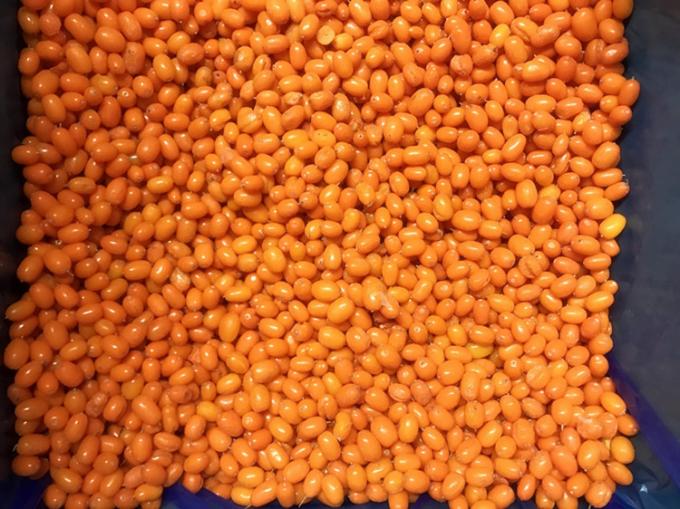 الصين منشأ IQF طازج المجمد البحري البري الشوكة من الدرجة الأولى الشوكة البحرية اللونغوبري التوت، التوت الأزرق التوت المختلط 3