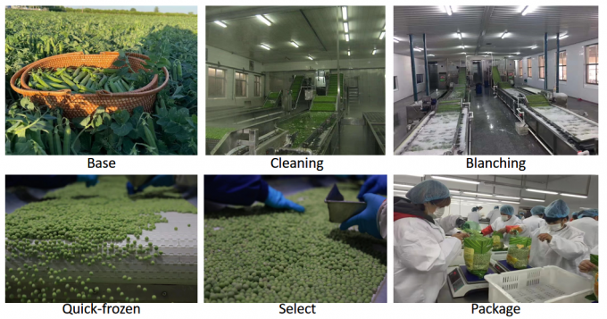 المورد بالتجزئة IQF البازلاء الخضراء المجمدة 10 كجم 400 غرام 3